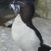 razorbill_msi_v_1048_can0665.jpg